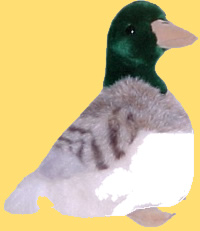 Charles - Mallard Duck